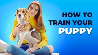 Brain Training for Dogs: A Comprehensive Review of Adrienne Farricelli Course