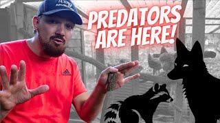 A Predator Is ATTACKING ALL Our Chickens...(we caught it)