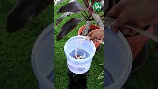 Hack to keep your plants watered on your vacation