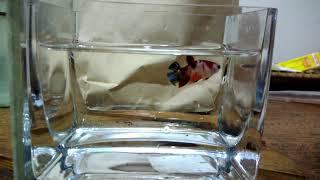 Molting series: galaxy koi hmpk