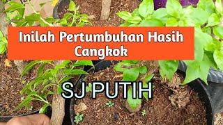 Cek Pertumbuhan Hasil Cangkok