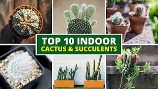 10 Best Indoor Cactus and Succulents For Beginners 🪴 LOW MAINTENANCE!!!