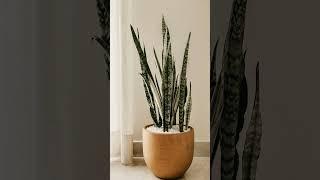 Top 5 Pflanzen die wenig Wasser brauchen. #pflanzen #plants #interior #zimmerpflanzen