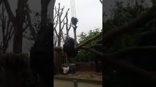 BÁN GIỐNG CÂY ĐẶC SẢN BƯỞI DIỄN Phú Diễn: 096.239.2038