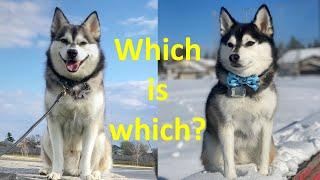 10 differences between Pomskies and Klee Kais  (Should you get a Pomsky or an Alaskan Klee Kai?)