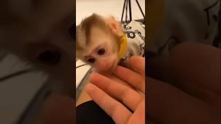 monkey and human #shorts #reels #monkey #share #viralshorts #trendingshorts #cute #cutemonkey