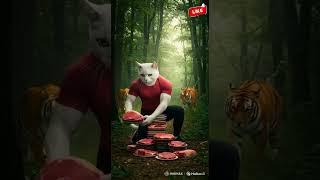 Clever Cat Dad vs  Tiger – A Risky Rescue with Shocking Consequences#meow #cat