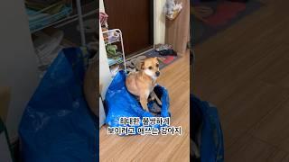 불쌍한척 연기하는 강아지…..#shorts #강아지 #연기 #pets