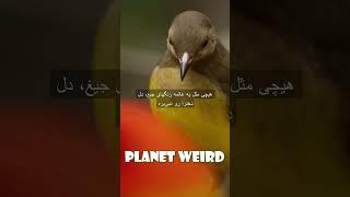Planet Weird #documentary #flamebowerbird 3