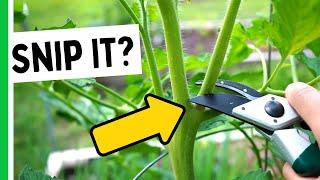 This Is Why Pruning Tomatoes Is So Important 