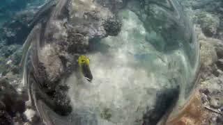 Подводный мир кораллового рифа Хиккадувы (Шри Ланка)
