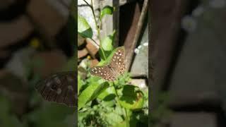 Speckled wood, butterfly (Pararge aegeria)-1