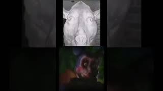 Свинтус идёт... #свинтус #фнаф #fnaf #rekomendasi #game #mrbeast #a4 #ждиего #жопа
