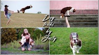 Amazing Dog Tricks by Border Collie JUSTY [4 years]