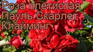 Роза плетистая Пауль Скарлет Клайминг  обзор: как сажать, саженцы розы Пауль Скарлет Клайминг