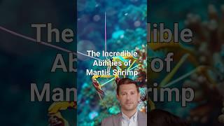 The Incredible Abilities of Mantis Shrimp  #marinelife #funfacts #marine #nature #naturelover #sea