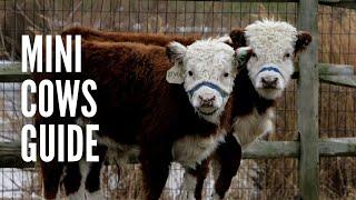 Miniature Cows Guide: How to Raise Mini Cows?