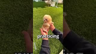 HOW WOULD YOU Rate this PUPPY  | Wholesome Moments