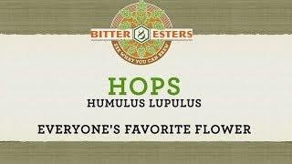 The Brewed Palate Presents: Hops: Everyone's Favorite Flower (Part Two)