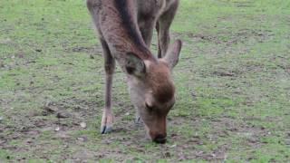 Nara shika deers (Japan)