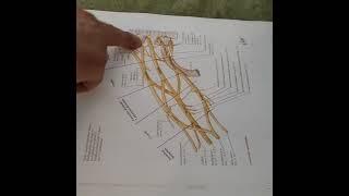 تدریس آناتومی ماساژ شبکه براکیال