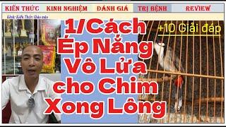 +10 Giải đáp Cách Ép nắng vào Lửa cho Chim Chào mào Thi đấu mới xong Lông