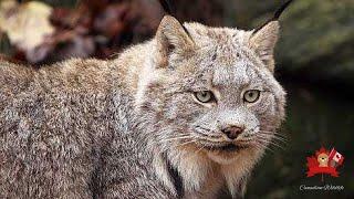 The Lynx in Canada