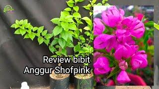 Review bibit Bougenville id Anggur Shofpink