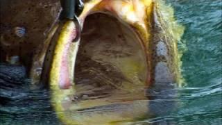 Chew On This Fishing Shows Videos Giant Goliath Grouper! + Original Show