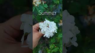 Лето и тепло #буднимамы #flowers #будни #garden #природа