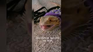 #beardeddragon Muffin smiles #beardie #beardeddragonlife #reptiles #reptilecommunity #animals