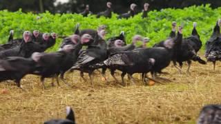 Lidl - Turkey Farm