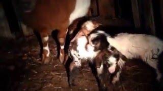 Triplets Born at Polka Dot Farms