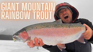 Giant Mountain Rainbow Trout Ice Fishing Alberta