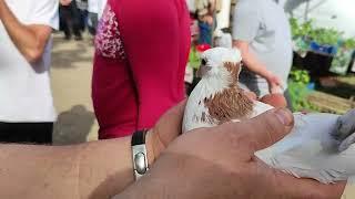 28.04.2024г Кропоткин Одна из  Самых Красивых Пар Мраморных Шеек!