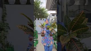 Mere Apne Meri zindagi Vlogs By Suraiya #Suraiya #shorts