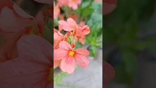 ️#flowers #kanakambaram #trendingshorts #viralvideo #flowerlover #loveflowers #trendingvideo