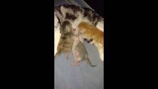 Scottish fold and straight.