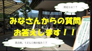 バラの育て方講習会　個別な質問にお答えします！　～土はどんな風に？、日陰に強いバラ、挿し木は難しい？～（信州なかのバラまつり2022）