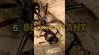 7 Most Deadly Insects that You May Kill If They Bite You!