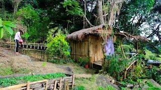 Bamboo House, Build fence, Planting Tomatoes, Cooking sponge gourd