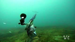 spearfishing israel