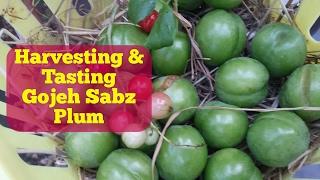 Harvesting & Tasting Cherry Plum Gojeh Sabz (=Green Plum)