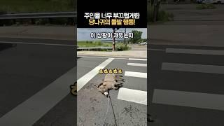 주인을 너무 부끄럽게한 당나귀의 돌발행동 #사고뭉치덩키