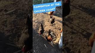 Convention at the chicken coop?