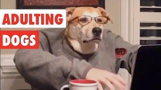 Adulting Dogs | Funny Dog Video Compilation 2017