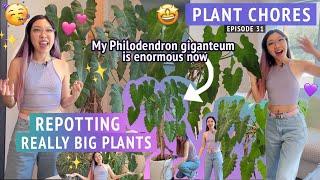 HUGE PLANT REPOTTING  Philodendron giganteum, Ficus, Alocasia  Let's do some houseplant chores!