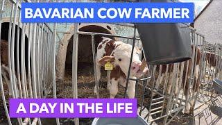 A Day in the Life of a Bavarian Cow Farmer