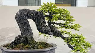 Beautiful bonsai works in Thailand part 4