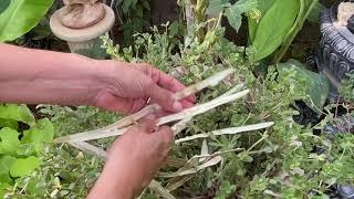 When to pick Moringa seed pods